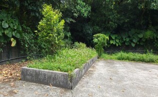 20250420生態區及廚房前雜草處理:41