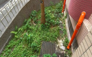 20250420生態區及廚房前雜草處理:43