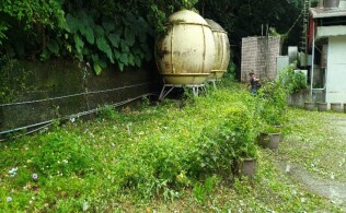 20250420生態區及廚房前雜草處理:55